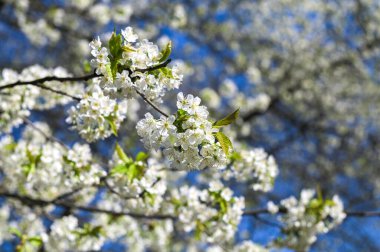 Beyaz çiçek açan kiraz ağacının (Latince adı: prunus), mayıs ayında, beyaz çiçekler ve mavi gökyüzü arkaplanda bulunan kiraz ağacının (Prunus avium) yakın plan resmi.