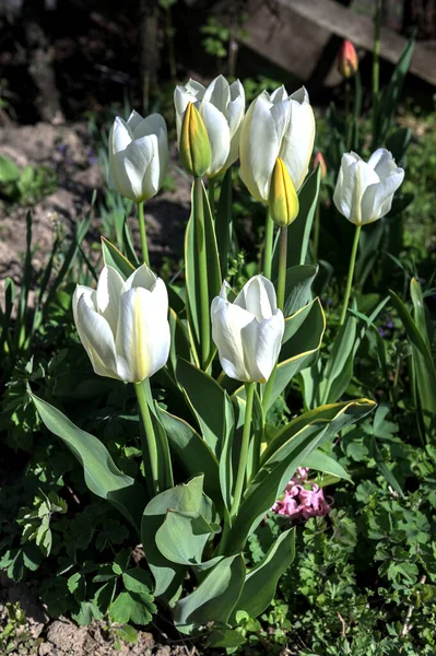 stock image tulips in bouquet outdoors.Colorful tulips grow in flower bed in the spring garden.tulip growing in rural meadow. Rustic wooden wall in background.