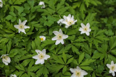 Anemone Asherah (Wood anemone, Anemone nemorosa) ilkbaharda, güzel beyaz çiçekler, beyaz perde taze çiçekler. Harika bir bahar. Gençliğin mayısı. Bahar dünyayı veraset ve narin çiçeklerle donattı.