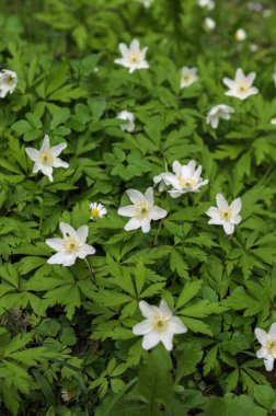 Anemone Asherah (Wood anemone, Anemone nemorosa) ilkbaharda, güzel beyaz çiçekler, beyaz perde taze çiçekler. Harika bir bahar. Gençliğin mayısı. Bahar dünyayı veraset ve narin çiçeklerle donattı.