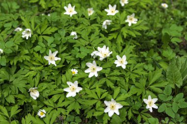 Anemone Asherah (Wood anemone, Anemone nemorosa) ilkbaharda, güzel beyaz çiçekler, beyaz perde taze çiçekler. Harika bir bahar. Gençliğin mayısı. Bahar dünyayı veraset ve narin çiçeklerle donattı.