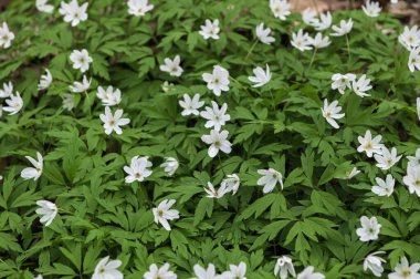 Anemone Asherah (Wood anemone, Anemone nemorosa) ilkbaharda, güzel beyaz çiçekler, beyaz perde taze çiçekler. Harika bir bahar. Gençliğin mayısı. Bahar dünyayı veraset ve narin çiçeklerle donattı.