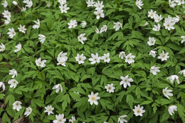 Anemone Asherah (Wood anemone, Anemone nemorosa) ilkbaharda, güzel beyaz çiçekler, beyaz perde taze çiçekler. Harika bir bahar. Gençliğin mayısı. Bahar dünyayı veraset ve narin çiçeklerle donattı.