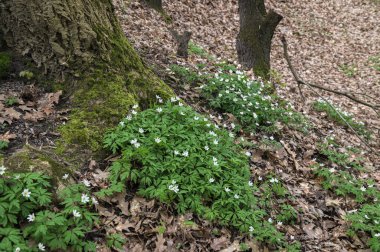 Anemone Asherah (Wood anemone, Anemone nemorosa) ilkbaharda, güzel beyaz çiçekler, beyaz perde taze çiçekler. Harika bir bahar. Gençliğin mayısı. Bahar dünyayı veraset ve narin çiçeklerle donattı.