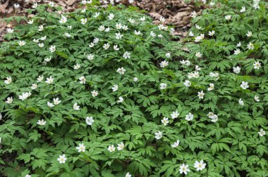 Anemone Asherah (Wood anemone, Anemone nemorosa) ilkbaharda, güzel beyaz çiçekler, beyaz perde taze çiçekler. Harika bir bahar. Gençliğin mayısı. Bahar dünyayı veraset ve narin çiçeklerle donattı.
