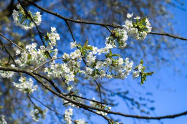 Beyaz çiçek açan kiraz ağacının (Latince adı: prunus), mayıs ayında, beyaz çiçekler ve mavi gökyüzü arkaplanda bulunan kiraz ağacının (Prunus avium) yakın plan resmi.