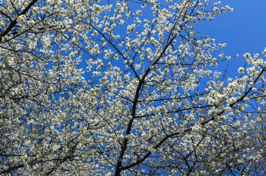 Beyaz çiçek açan kiraz ağacının (Latince adı: prunus), mayıs ayında, beyaz çiçekler ve mavi gökyüzü arkaplanda bulunan kiraz ağacının (Prunus avium) yakın plan resmi.