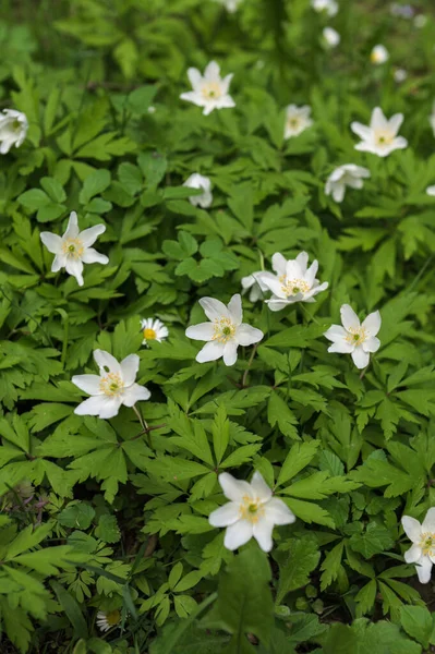 Anemon Asherah Wood Anemone Anemone Nemorosa Wiosnę Piękne Białe Kwiaty — Zdjęcie stockowe