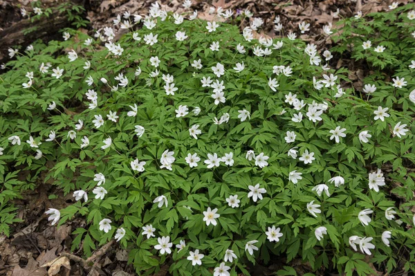 Anemone Asherah (Wood anemone, Anemone nemorosa) in spring, lovely white flowers, white curtain fresh flowers. Great spring. May of youth. Spring clothed earth with verdure and delicate flowers