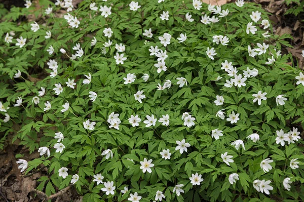 Anemone Asherah (Wood anemone, Anemone nemorosa) in spring, lovely white flowers, white curtain fresh flowers. Great spring. May of youth. Spring clothed earth with verdure and delicate flowers