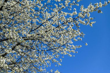 Beyaz çiçek açan kiraz ağacının (Latince adı: prunus), mayıs ayında, beyaz çiçekler ve mavi gökyüzü arkaplanda bulunan kiraz ağacının (Prunus avium) yakın plan resmi.