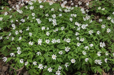 Anemone Asherah (Wood anemone, Anemone nemorosa) ilkbaharda, güzel beyaz çiçekler, beyaz perde taze çiçekler. Harika bir bahar. Gençliğin mayısı. Bahar dünyayı veraset ve narin çiçeklerle donattı.