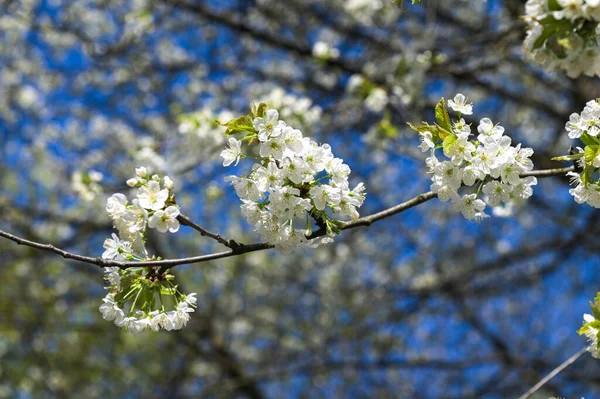 5月の晴れた日には桜の白花 ラテン語名 Prunus が咲き 桜の白花と青空を背景にした桜 Prunus Avium — ストック写真