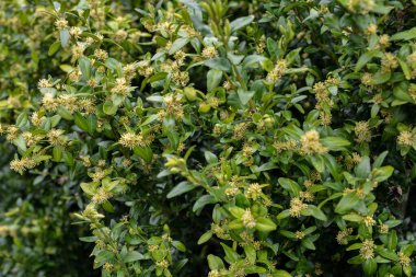 Sarı renkli Buxus mikrofilla çiçeğini parlak bir arka plana karşı kapatın. Dağlarda süzülen boxwood, güneşli bir günde doğal ortamda çiçek açar..