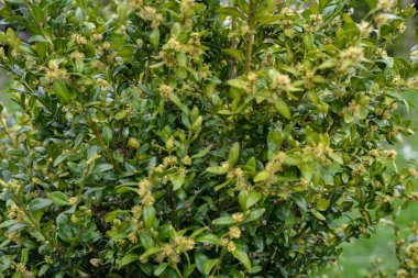 Sarı renkli Buxus mikrofilla çiçeğini parlak bir arka plana karşı kapatın. Dağlarda süzülen boxwood, güneşli bir günde doğal ortamda çiçek açar..