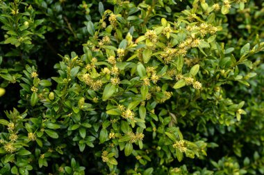 Sarı renkli Buxus mikrofilla çiçeğini parlak bir arka plana karşı kapatın. Dağlarda süzülen boxwood, güneşli bir günde doğal ortamda çiçek açar..