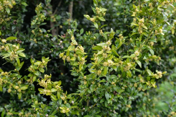 Primo Piano Colore Giallo Buxus Microphylla Fiore Sullo Sfondo Una — Foto Stock