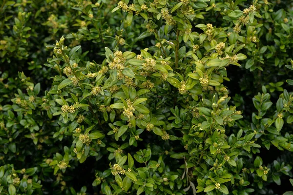 Nahaufnahme Einer Gelben Buxus Microphylla Blume Vor Hellem Naturhintergrund Frühling — Stockfoto