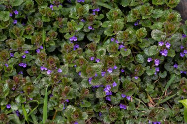 Güzel Doğal Mavi Çiçekler Glechoma Hederacea Baharda Çayırda Yeşillik ve Glechoma Hederacea bitkisinin yeşil yaprakları ve mor çiçekleri bahçede yetişiyor.