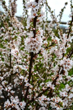 Çiçekli bir bahar bahçesi. Çiçek açan kiraz (Latince: Prunus tomentosa) yakın plan. Küçük bir alan derinliği. Fuji Cherry 'nin çiçek açtığı doğa sahnesi. Botanik çiçeği konsepti. Çiçek açan fon.