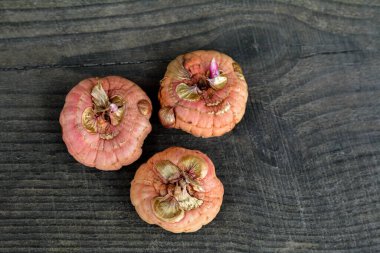 Bir bahçeye ekilmeye hazır bir grup Gladiolus ampulünü kapatın, doğal arkaplan..