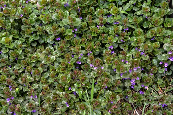 Schöne Natürliche Kräuterblumen Glechoma Hederacea Wächst Auf Der Wiese Frühling — Stockfoto