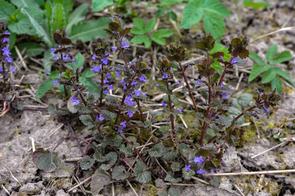 Piękne Naturalne Ziołowe Niebieskie Kwiaty Glechoma Hederacea Rośnie Łące Wiosną — Zdjęcie stockowe