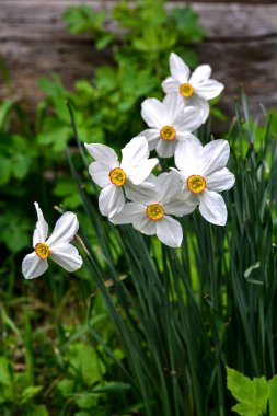 Bahar baharı bahçesinde uzun yapraklı yeşil yapraklı beyaz narsis çiçekleri. Nergis çiçeği Sülün Gözü, Poeticus Narcissus, kısa ve küçük sarı fincanlı klasik bir beyaz çiçek.