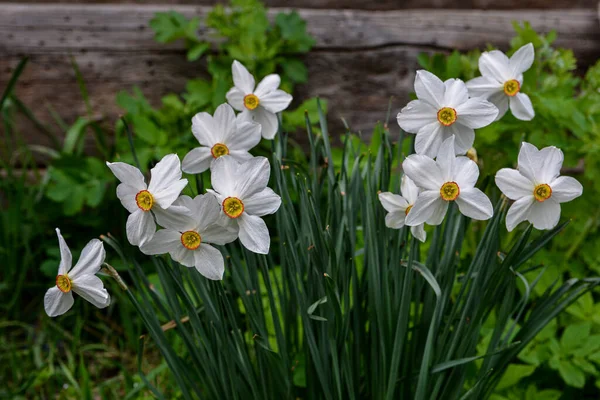 春の庭の灰色の地面に長い葉を持つ緑の茎の植物に白い花を咲かせます ダフォジルの花キジの目 ポエティカスナルキッソス 短く小さな黄色のカップを持つ古典的な白い花 — ストック写真