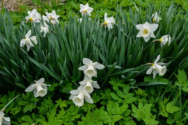 Witte Narcis Bloemen Groene Stengels Plant Met Lange Bladeren Grijze — Stockfoto