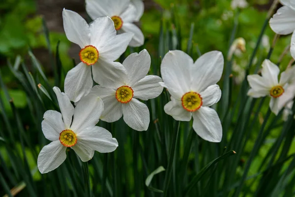 春の庭の灰色の地面に長い葉を持つ緑の茎の植物に白い花を咲かせます ダフォジルの花キジの目 ポエティカスナルキッソス 短く小さな黄色のカップを持つ古典的な白い花 ストック写真