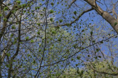 Bahar Ormanı - taze yapraklar ve güneş ışınları. Bahar başında taze kayın ağacı yapraklarının detayları..