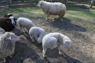 Bir tarlada arka arkaya bir koyun sürüsüyle kameraya bakan bir sürü koyun. Güneş parlıyor. Dağlardaki bir çayırda geziniyor..