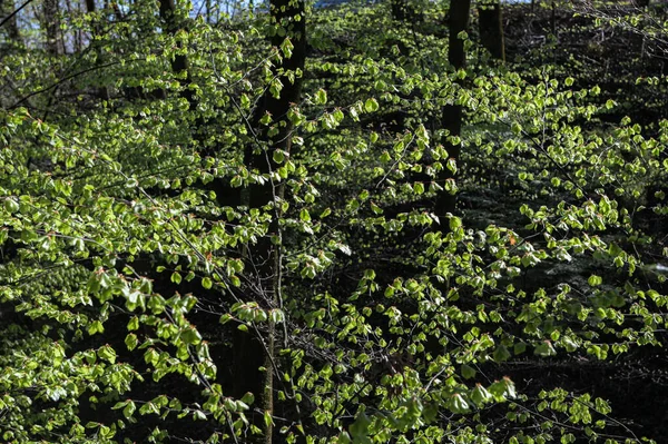 Spring Forest Fresh Leaves Sun Rays Detail Fresh Beech Tree — Stock Photo, Image