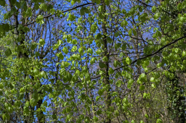 Frühlingswald Frische Blätter Und Sonnenstrahlen Detail Der Frischen Buchenblätter Zeitigen — Stockfoto