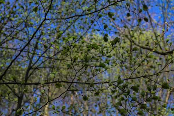 春の森 新鮮な葉と太陽が昇る 早春のブナの木の葉の詳細 — ストック写真