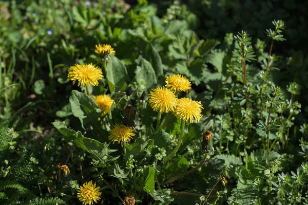 Ogród Niekończącym Się Polem Żółtych Kwiatów Kulbaba Kulbaba Zielonym Tle — Zdjęcie stockowe