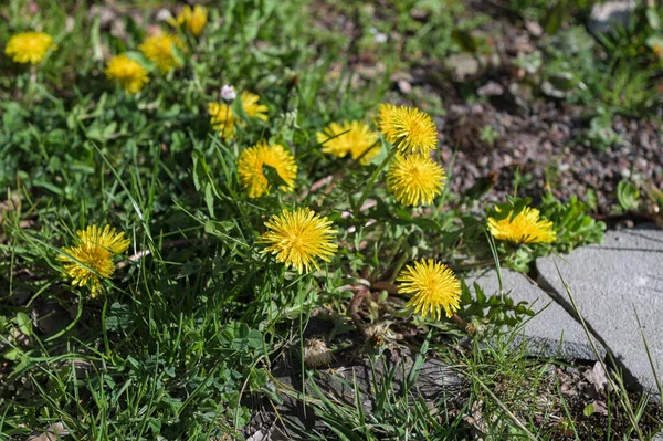 緑の背景に黄色のクルバの花の無限のフィールドを持つ庭 自然の表面に黄色の花 — ストック写真