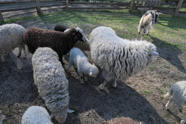 Bir Tarlada Arka Arkaya Bir Koyun Sürüsüyle Kameraya Bakan Bir — Stok fotoğraf