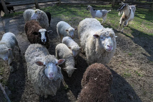 Bir Tarlada Arka Arkaya Bir Koyun Sürüsüyle Kameraya Bakan Bir — Stok fotoğraf