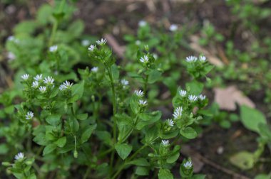 Beyaz Stellaria Medya Çiçekleri. İlkbaharda Stellaria medyası vahşi doğada büyüyor..