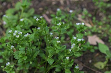 White Stellaria Media Flowers.In the spring, Stellaria media grows in the wild. clipart