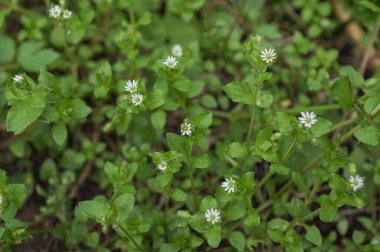 Beyaz Stellaria Medya Çiçekleri. İlkbaharda Stellaria medyası vahşi doğada büyüyor..
