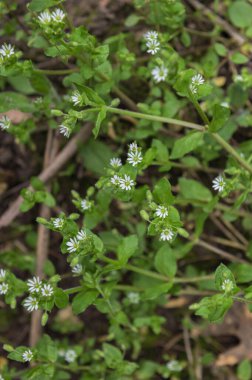 Beyaz Stellaria Medya Çiçekleri. İlkbaharda Stellaria medyası vahşi doğada büyüyor..