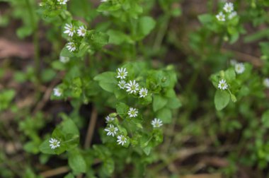 Beyaz Stellaria Medya Çiçekleri. İlkbaharda Stellaria medyası vahşi doğada büyüyor..