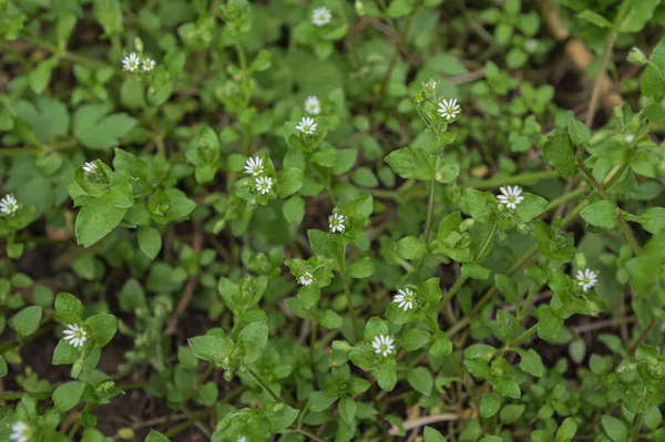 Stellaria Media Fleurs Printemps Stellaria Media Pousse Dans Nature Image En Vente