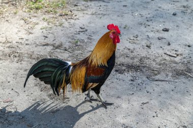 Çiftlikteki kırmızı cüce horozun operasyon görüntüsü. Parlak kuyruklu parlak kırmızı-turuncu bir horoz kahverengi zeminde duruyor..