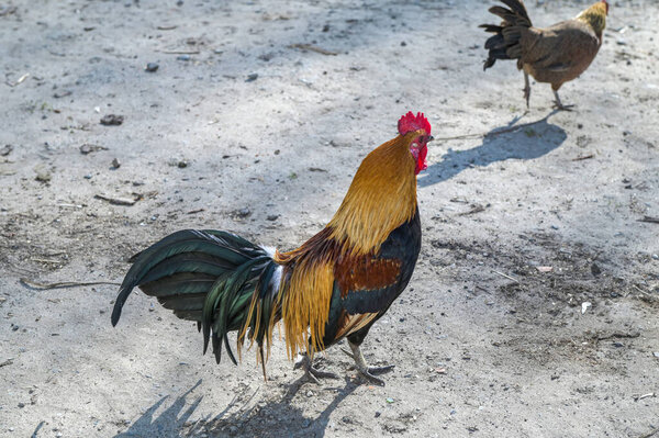 op view of a red dwarf rooster in the farm. A bright red-orange rooster with a glossy tail stands on brown ground.