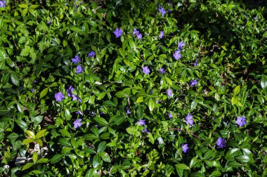 Bahar bahçesinde menekşe rengi vinca minör mor çiçekler. Vinca minör minör menekşe süs çiçekleri çiçek, yaygın menekşe çiçekleri.