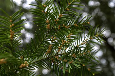 Taxus baccata Europe porsuğu (İngiliz porsuğu). Baharda sarı koni çiçekli yeşil dallar, güneşli bokeh arkaplan